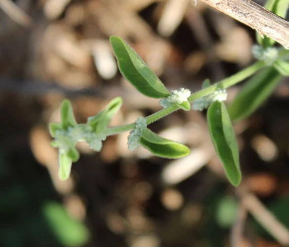 Aerva lanata